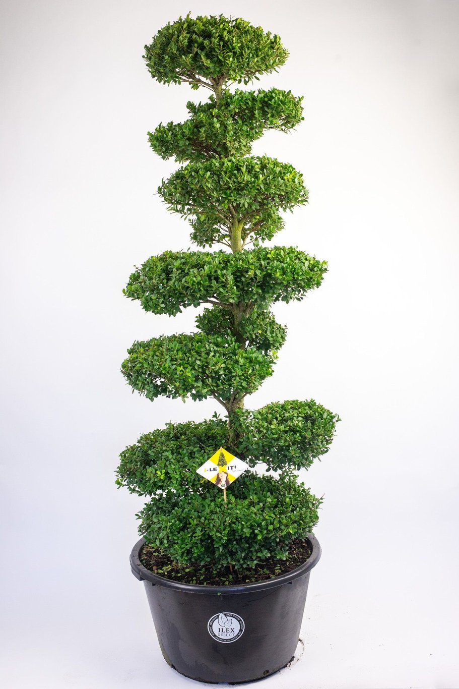 Ilex crenata 'Dark Green'® - 160-180 CM Bonsai Cont.